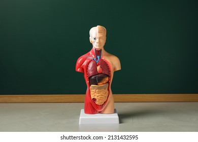 Human anatomy mannequin showing internal organs near chalkboard - Powered by Shutterstock