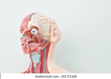 Human Anatomy Model