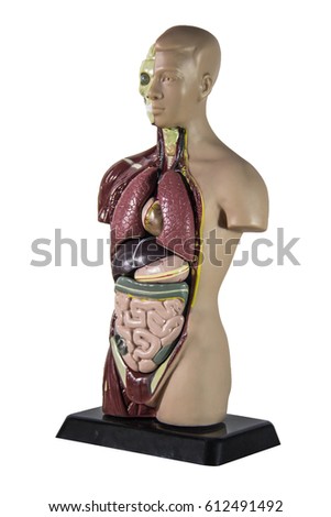 human anatomy model