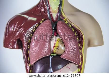 human anatomy model