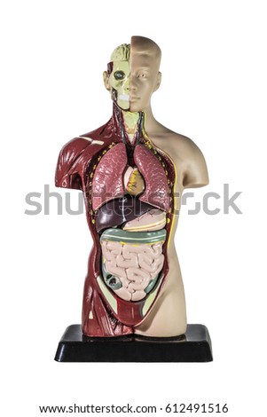 human anatomy model