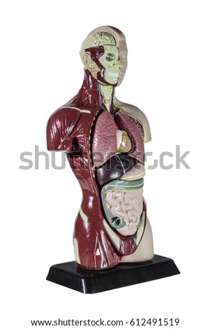 human anatomy model