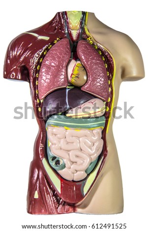 human anatomy model