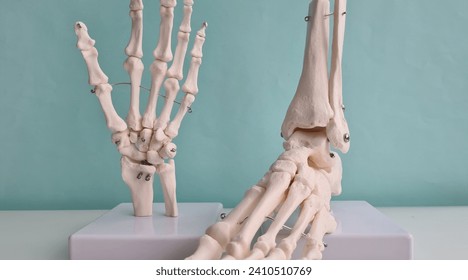 Human anatomy model of hands, wrists and foot