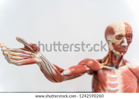 Human anatomy and physiology model in the laboratory for education.