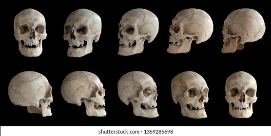 Anatomía humana. Calavera humana. Colección de rotaciones del cráneo. Calavera en diferentes ángulos. Aislado sobre fondo negro.