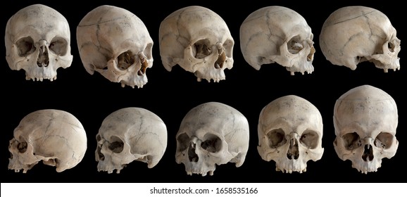 Human anatomy. A human skull without a jaw. Collection of rotations of the skull. Skull at different angles. Isolated on black background.