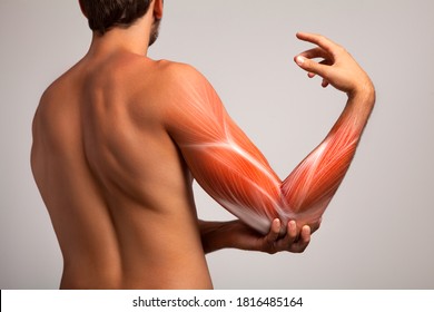 Muskulatur der menschlichen Arme. Anatomie des menschlichen Arms.