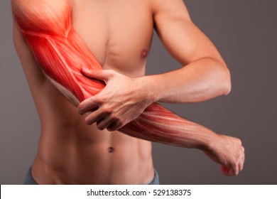 Human Arm Musculature. Anatomy Of Human Arm.