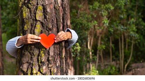 Human Arms Hugging A Tree Trunk In The Woods Holding A Paper Heart In Their Hands, Earth Day Concept. An Elderly Person Is Hiding Behind The Tree. People Save The Planet From Deforestation