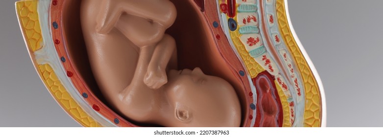 Human Baby Growth Stages In Nine Month Development, Pregnancy Stages