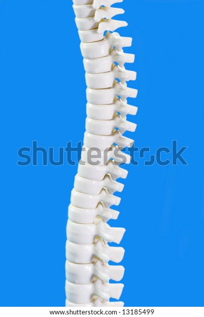 Human Backbone Model Detail On Blue Stock Photo (Edit Now) 13185499