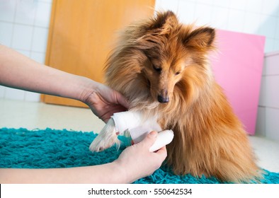 human bandage a shetland sheepdog in bathroom