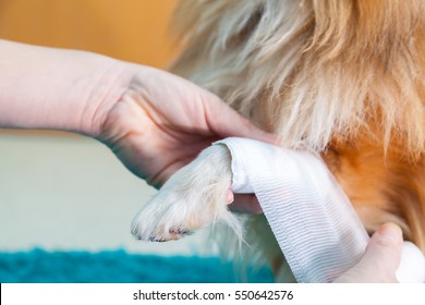 human bandage a shetland sheepdog in bathroom