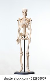 Human Being, Skeleton, Model