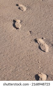 Human and bird footprints following the same path in the sand.