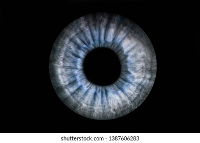 Human blue grey eye iris. Pupil in macro on black background