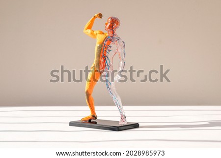 Human body 3d model without skin with muscular and circulatory systems. Anatomical structure.