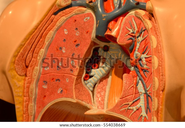 Human Body Anatomy 3d Model Close Stock Photo 554038669 | Shutterstock