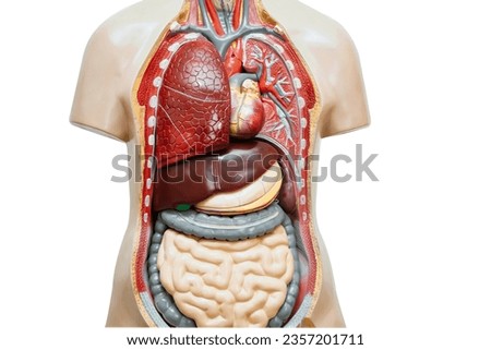 Human body anatomy organ model isolated on white background with clipping path for study education medical course.
