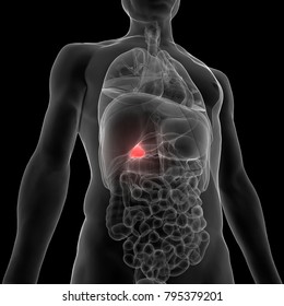 Gallbladder Stock Images, Royalty-Free Images & Vectors | Shutterstock