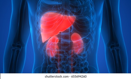 Liver Diagram Real - Effect of inflammatory chemokines on liver injury