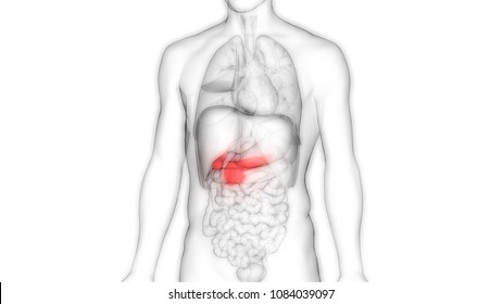 Pancreas Images, Stock Photos & Vectors | Shutterstock