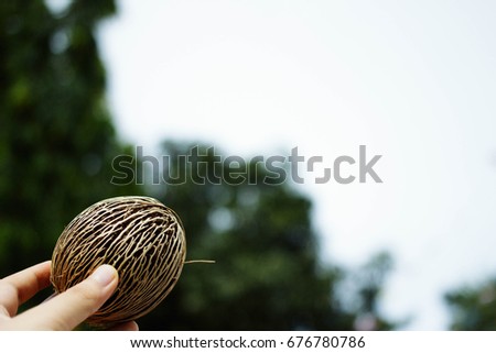 Similar – Foto Bild Ältere Frau, die Kiefernzapfen in den Händen hält.