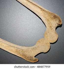 Human Bone Cutaway