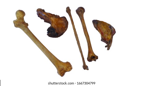 Human bones as fibula, humerus, scapula, pelvic on white background