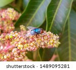 A human botfly (Dermatobia hominis) landing on a mango tree (Mangifera indica L.) inflorescence with tiny flowers in a close-up view with leaves in the background.