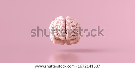 Human brain Anatomical Model, front view