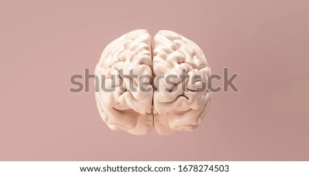 Human brain Anatomical Model front view
