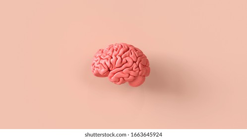 Modelo anatómico del cerebro humano, imagen del concepto médico