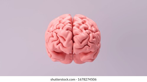 Human brain Anatomical Model, medical concept image - Shutterstock ID 1678274506