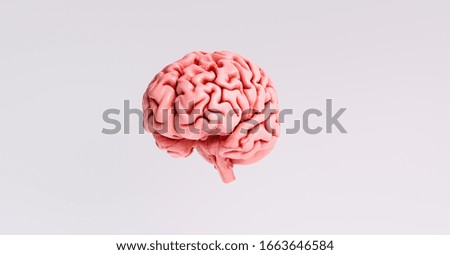 Human brain Anatomical Model, medical concept image