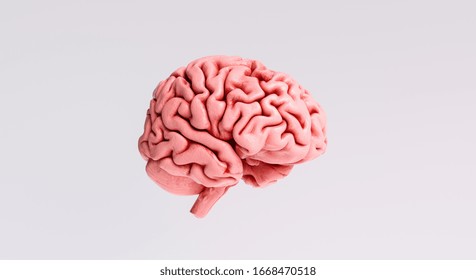 Modelo anatómico del cerebro humano, vista lateral