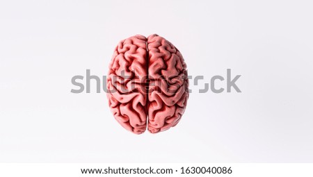 Human brain Anatomical Model, top view