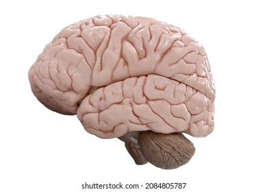Human brain anatomy model for education physiology. - Shutterstock ID 2084805787