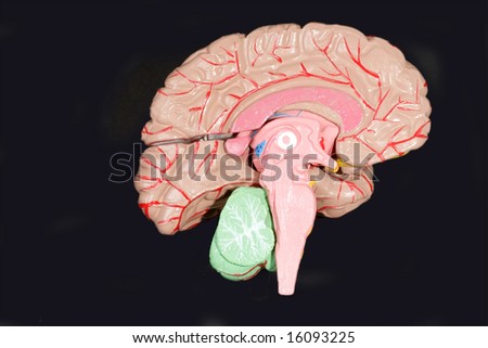 Human Brain Anatomy on  black background