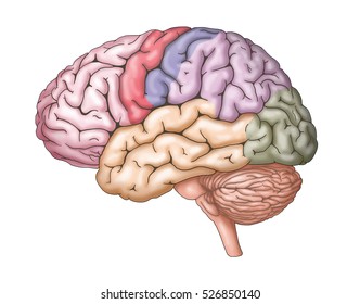 Anatomy Images; Stock Photos & Vectors | Shutterstock