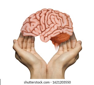 A human brain between two palms of a woman on white isolated background. Brain protection and intellectual rights concept. - Shutterstock ID 1621203550