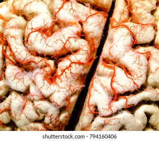 Human Brain Closeup