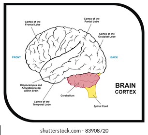 Human Brain Diagram - including ( cortex of frontal, partial, occipital, temporal Lobes ) - Useful for Education, Hospital and Clinic