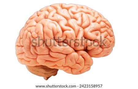 Human brain isolated on white background