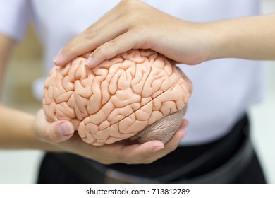 Human brain model for education in laboratory. - Shutterstock ID 713812789
