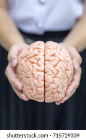 Human brain model for education in laboratory. - Shutterstock ID 715729339
