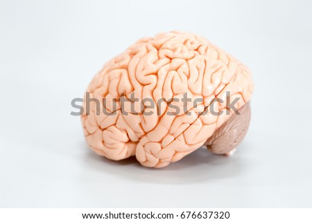 Human brain model for education in laboratory.	