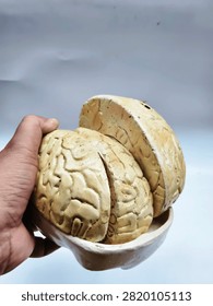 A human brain model is an essential educational anatomical tool designed to help students and professionals visually and interactively study the complex structure, functional lobes, and intricate working systems of the human central nervous system.