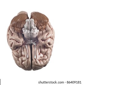 human brain model, isolated